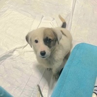 Ücretsiz sahiplenme pofidik yavru acil yuva