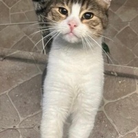 Sahibi yaşlı bir dedeydi. Dede vefat edince, evsiz kaldı.