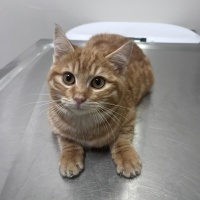 Yuva arıyor - 5 aylık dişi sarman