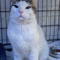 ‼️SAHİBİ ŞEHİT OLMUŞ,EVLADI SOKAĞA  DÜŞTÜ‼️