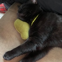 Oyun oynamayı sever