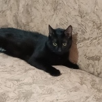 Acil Ev Şartı Aranıyor lütfen