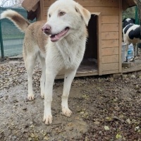 Çok sevgi dolu ve uyumlu. Kısır