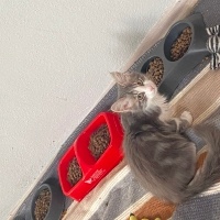 Yavrulara son kez yuva