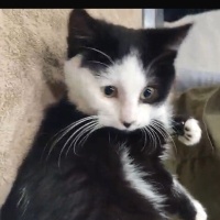 GÜÇLÜ İÇİN ACİL YUVA