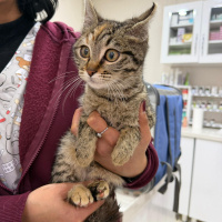 Üç aylık minicik bebek