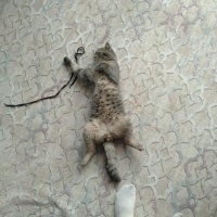 1.5 yaşında British