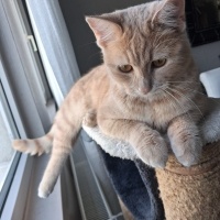 Britsh kırması dişi 6 aylık