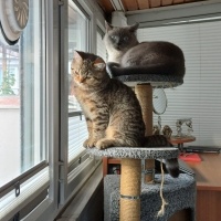 AMERICAN SORTHAİR VETERİNERDEN ‼️