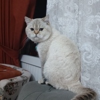 Ömürlük yuvasını arıyor