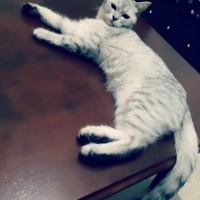 Kızımız pako mecburen ücretsiz sahiplendirilecekti