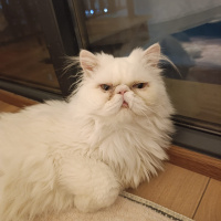 Momoyu sevecek sıcak bir yuva arıyoruz