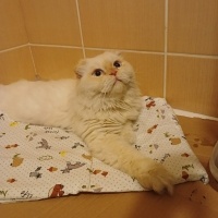 Scottish bebek Evden atıldı yuva arıyoruz