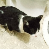 Çok uysal acil yuva