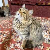 Maine coin kırması prensesimiz gözlerini güldürecek evini arıyor