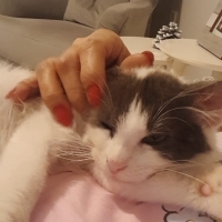 Kedi acil sahiplendirme