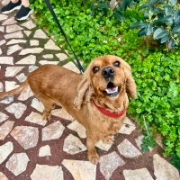 GEÇİCİ/KALICI YUVAYA İHTİYACI VAR SOĞUK KLİNİK KAFESİNDE KALIYOR🥺