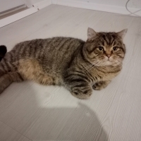 Maşa sevecen çok sakin bir kedi alerjiden dolay yuva arıyoruz (tüm eşyaları var)