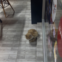 BUZ GİBİ ÜŞÜYOR DÜKKANLARA GİRMEYE ÇALIŞIYOR KOVUYORLAR