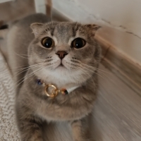 Nova yeni yuvasını arıyor