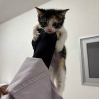 Güzel kızımıza yuva ilanı