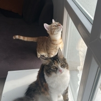 Minicikken köpekler tarafından yenilmek üzereydi öyle kurtarmıştım onu