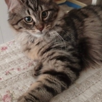 Yumoş bi oğlanım yuwa arıyorum