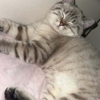 Oğlumuz Duman yeni yuvasını arıyor