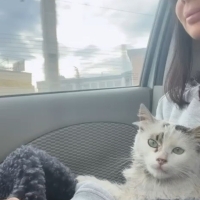 VAN-NORVEÇ ORMAN MELEZİ KISIR ‼️