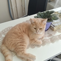 Uysal britsh kırması