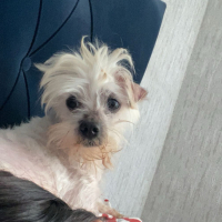 ACİL SAHİPLENDİRME YERİM YOK