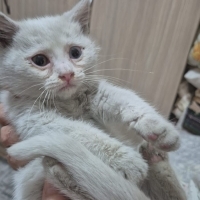 Annesiyle sokağa terkedildi . Şimdi yeni yuvasını arıyor