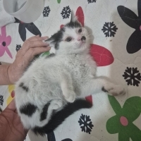 Anneleriyle beraber sokağa terk edildiler