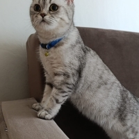 Evin incisi birtanesi