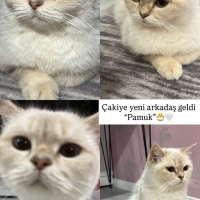 ÖMÜRLÜK YUVA ARIYORUZ