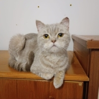 ÜRETİMDEN KURTARILDI‼️KISIR‼️