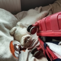 2 yaşında, Scottish Fold cinsi uyumlu sevecen kedimize ömürlük yuva arıyoruz