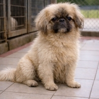 Pekinese..