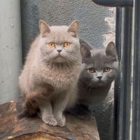 İki britishe acil yuva