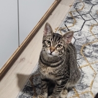 hareketli çılgın kedi