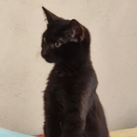 sevecen hareketli kediş