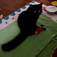 3 bacaklı engelli zeytin sokakta yaşayamıyor