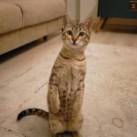 Mia için yuva arıyoruz