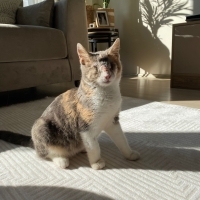 Ücretsiz sahiplenme pofidik kaliko yavru acil yuva