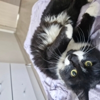 Acil Yuva Aranıyor 🖤🤍  Dişi Norveç Orman Kedisi