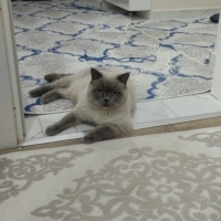 Sevimli ve sakin bir kedi sıcak bir yuva arıyor 🐾