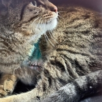 Kahraman ömürlük yuvasını arıyor