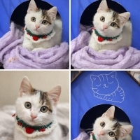 Ömürlük yuva arıyoruz