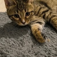 2.5 Aylık Yavru Kedi Acil