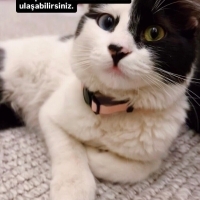 6 Aylik, Dişi, Van Kedisi Melezi